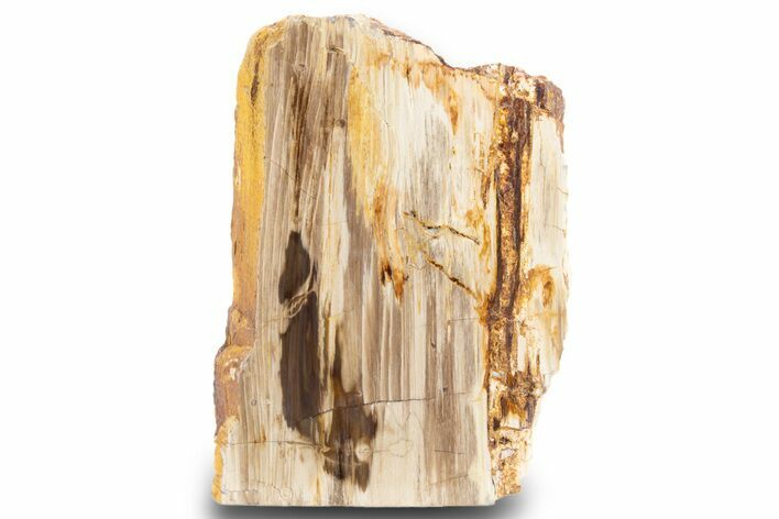 Polished, Petrified Wood (Metasequoia) Stand Up - Oregon #302939